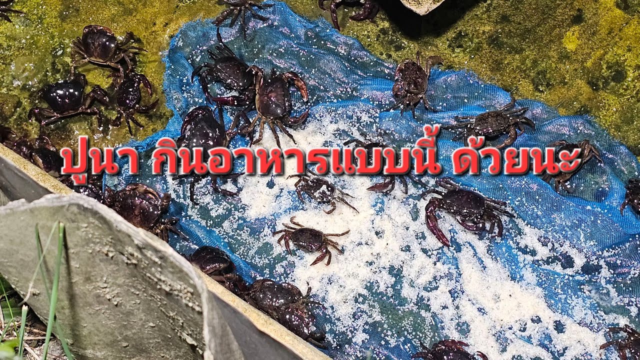 ปูนา กินอาหารแบบนี้ได้นะ กำลังถ่ายทอดสด! #อุไรยาฟาร์มปูนา #ปูนา