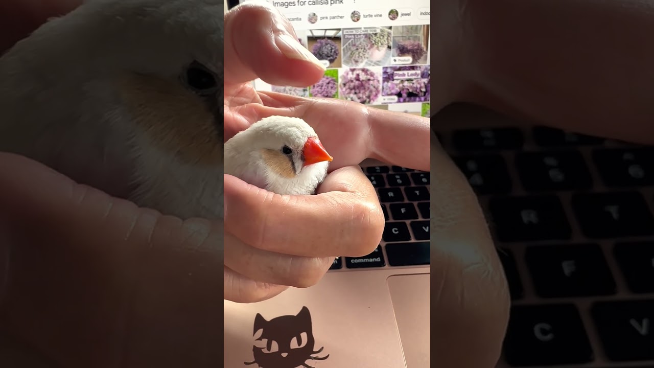Adorable Tamed Zebra Finch