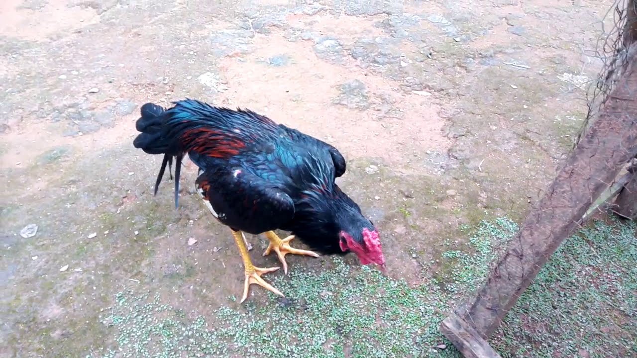 Galo ou frango que não quer cruzar o que fazer?
