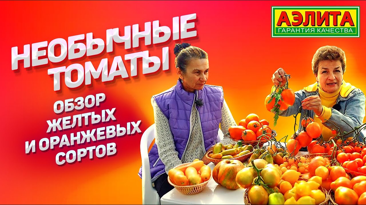 ТОМАТЫ АНТИСТРЕСС! Обзор желтых и оранжевых оригинальных сортов.