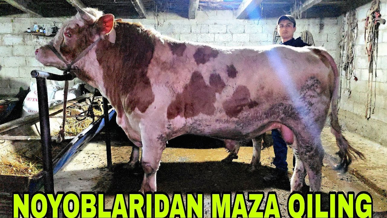 Sobirjon ukamizga bugun yana yangi partiya buqalarni noyoblarida 2 февраля 2026 г.