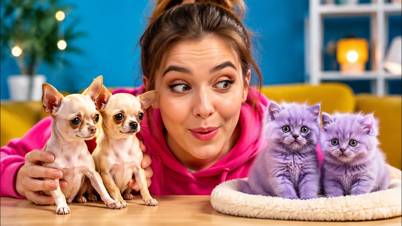 Do Viral Cat Hacks Really Work? 😻 DIY Crafts & Gadgets | 123GO! Zoo