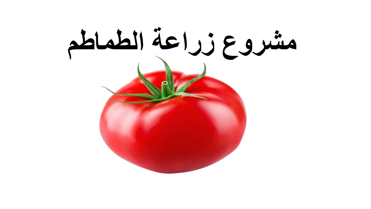 مشروع زراعة الطماطم - تحقيق أرباح تصل إلى 100000 درهم للهكتار الواحد