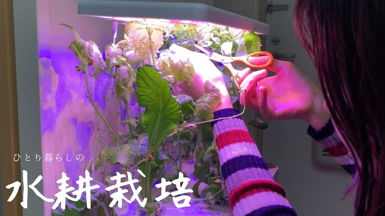 初心者が水耕栽培をやってみてわかった良い点･反省点【23日目〜収穫】
