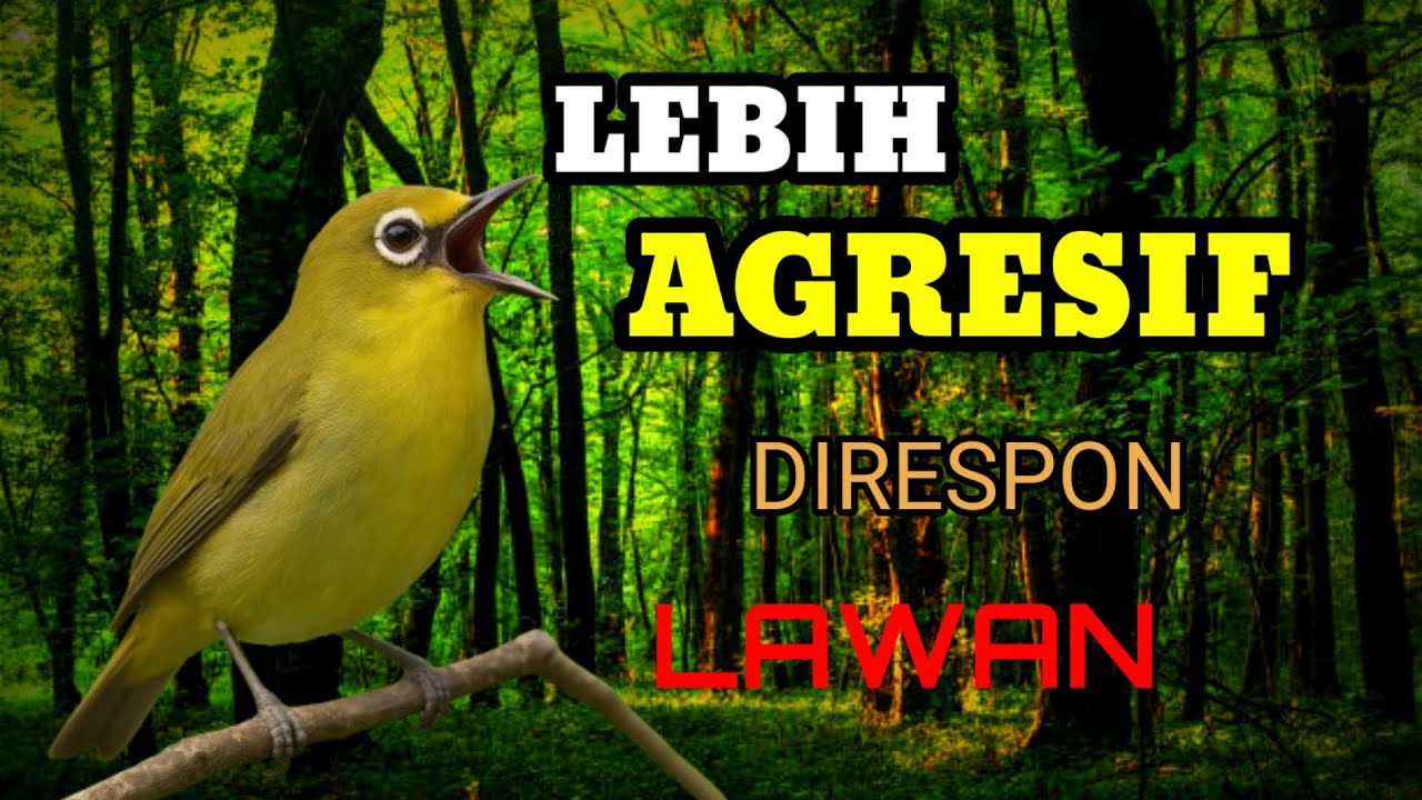 Lebih Cepat Agresif Direspon Oleh Lawan 
