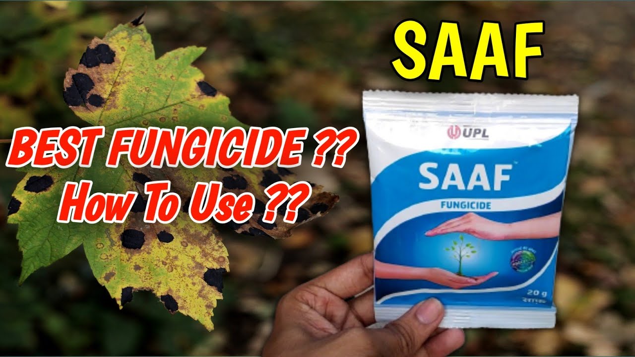 How To Use Saaf Fungicide On Plants In Hindi | Best Fungicide | Carbendazim 12% + Mancozeb 63% WP