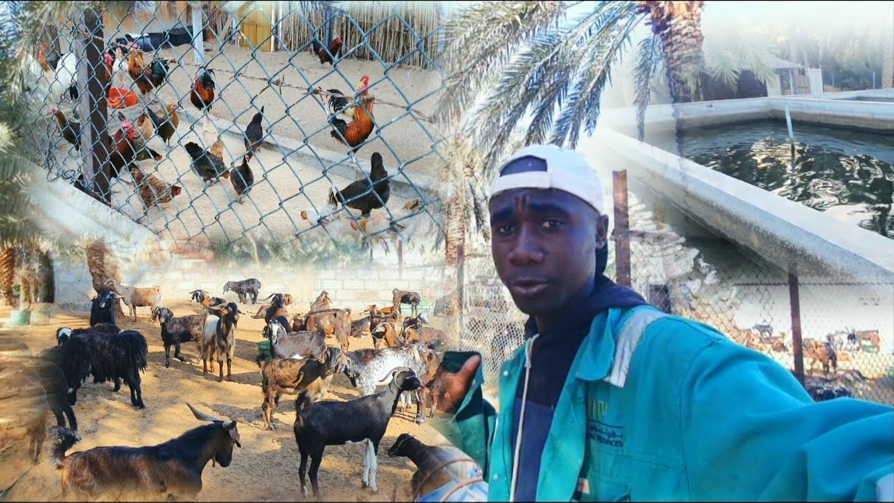 Goats | Poultry & Fish Farming in Abu dhabi 🇦🇪 