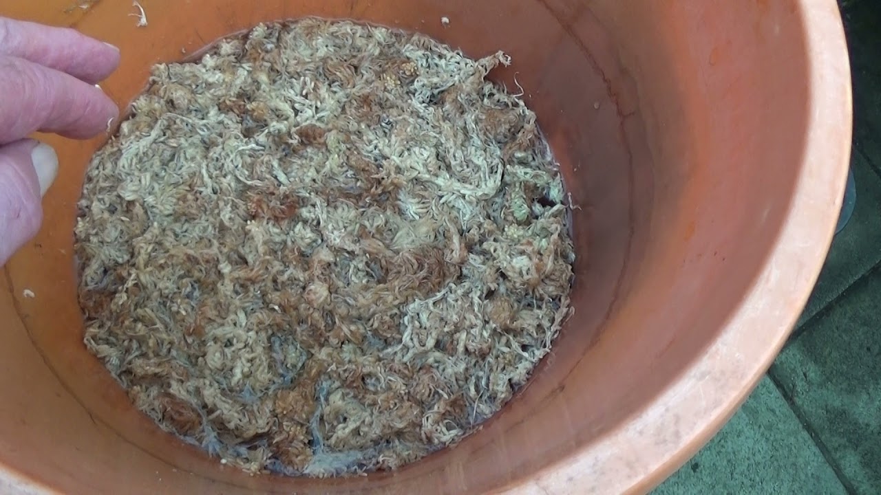 Dracula saulii care and repot