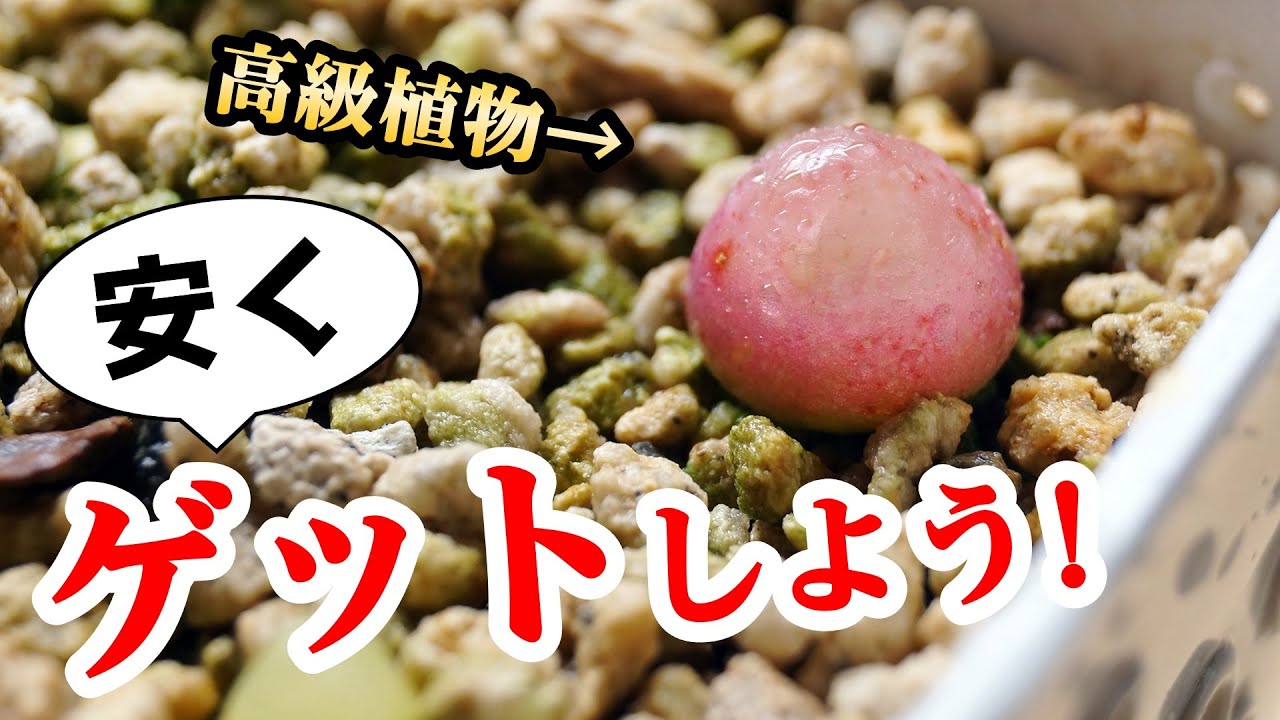 腕試し！高級観葉植物を”安く”入手する方法がこちらです♪