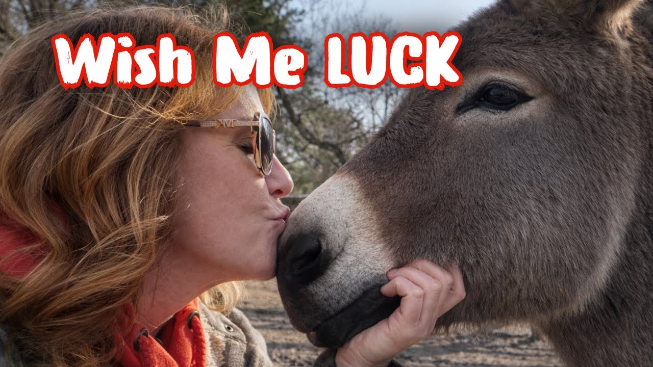 TEACHING NEW TRICKS TO LEROY, MY DONKEY