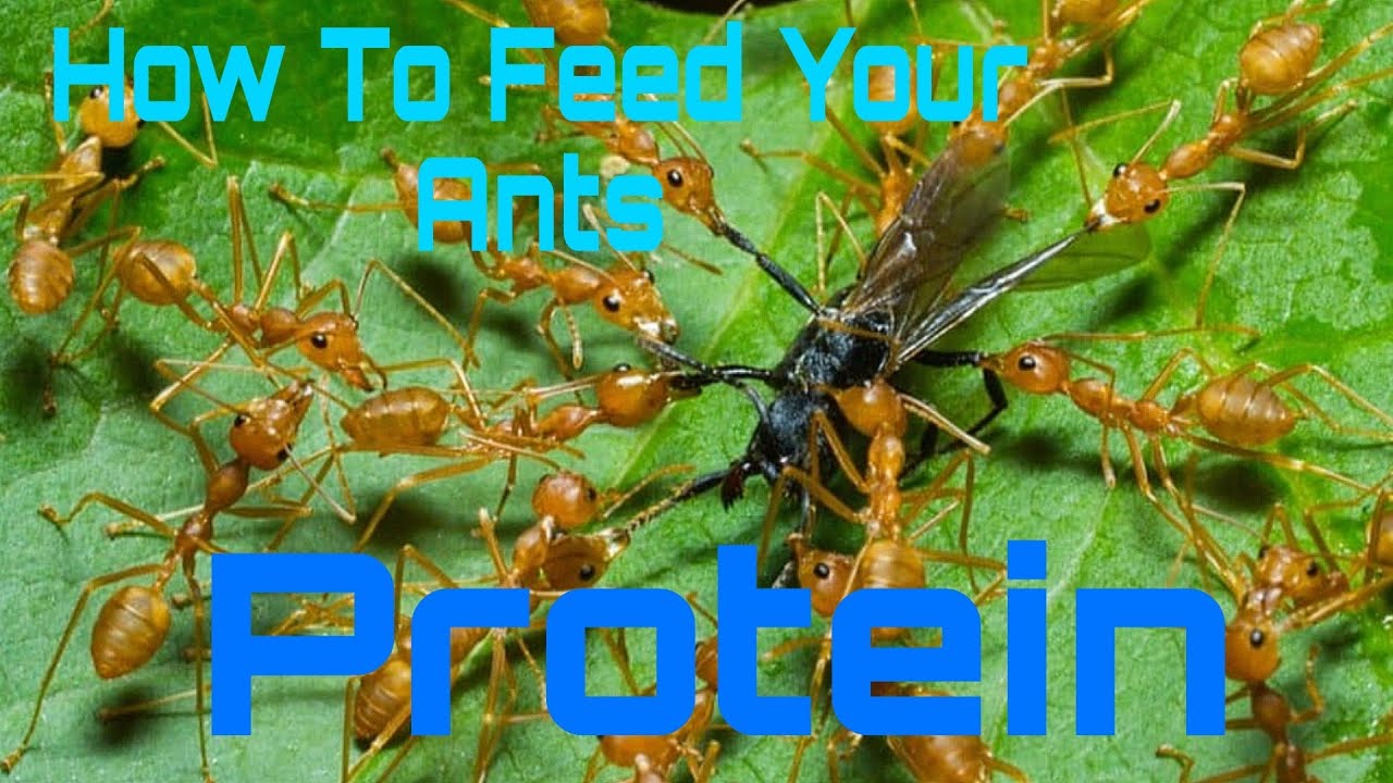How To feed your ants protein | Tutorial