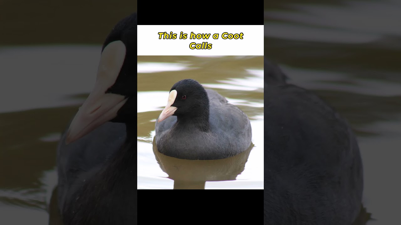 Coot Sound  #animals #wildlife #birds #shorts