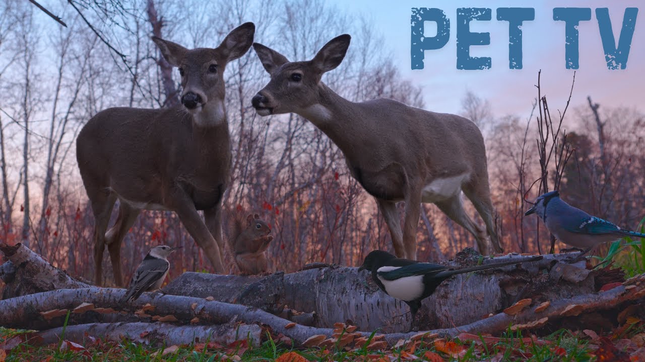 Dog TV • Cat TV 🦌 Pink Sunrise With a Herd of Deer - Relaxing Nature for Pets & Their Owners