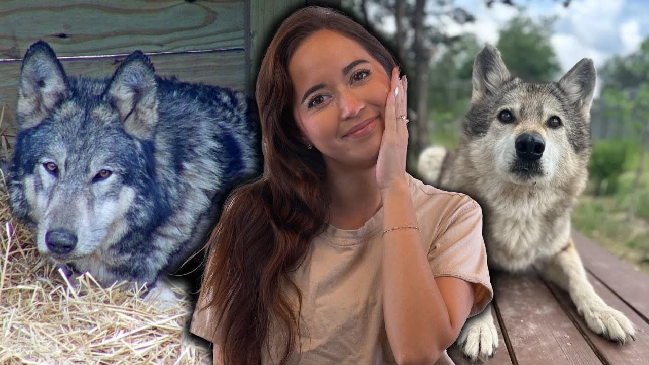 Our Wolfdogs Finally Met!