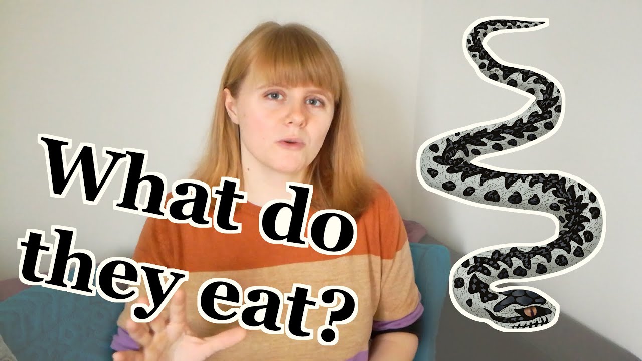 What do adders, grass snakes and smooth snakes eat? How do they hunt for prey? | UK Wildlife Species