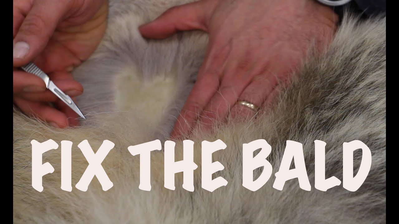 Mammal Taxidermy . how to repair bald spot on wolf hide. Art of Taxidermy..