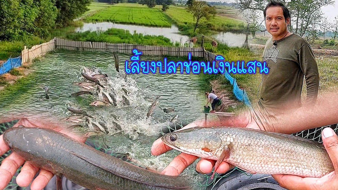 เลี้ยงปลาช่อนในบ่อดิน เลี้ยงแบบนี้ได้ผลดี ปลาช่อนโตไว