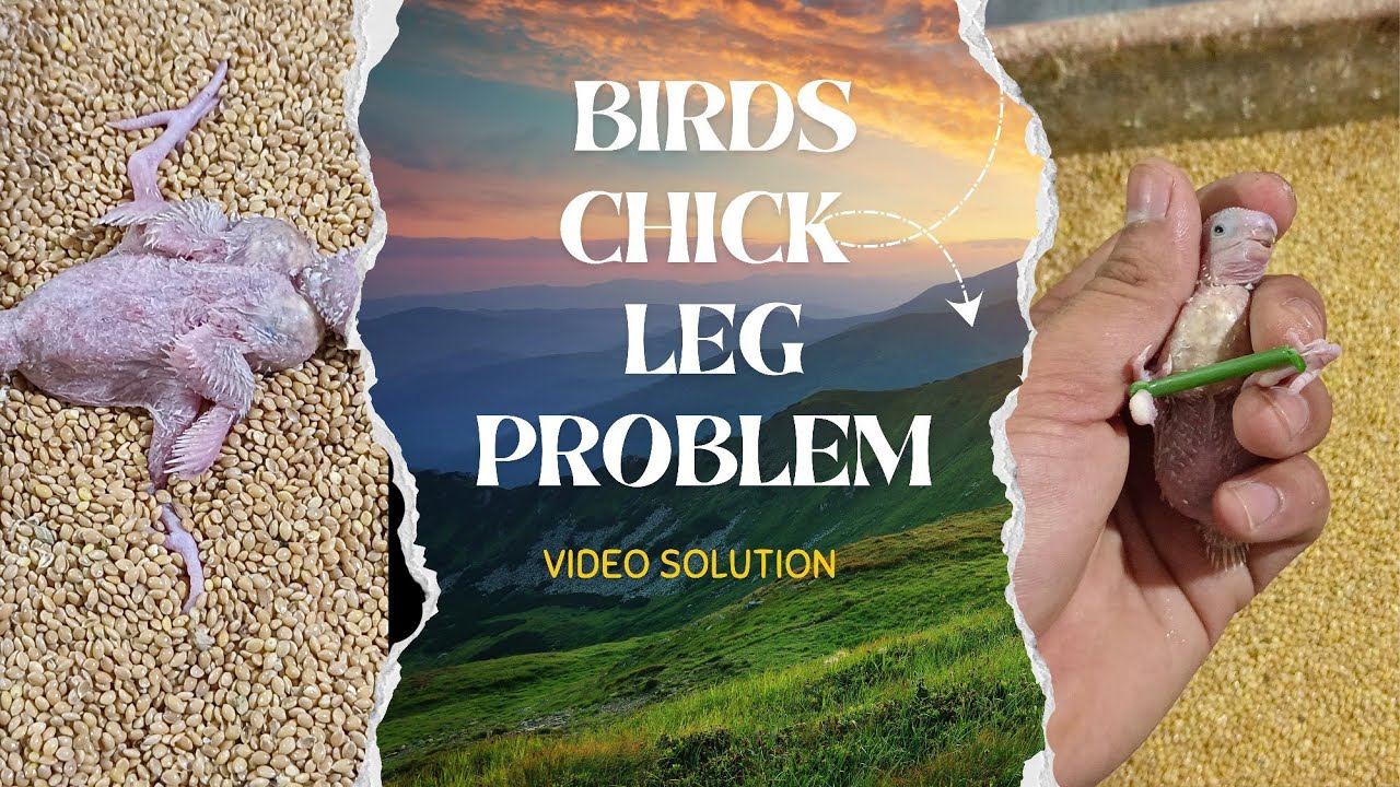 BIRBS CHICK LEG PROBLEM AND VIDEO