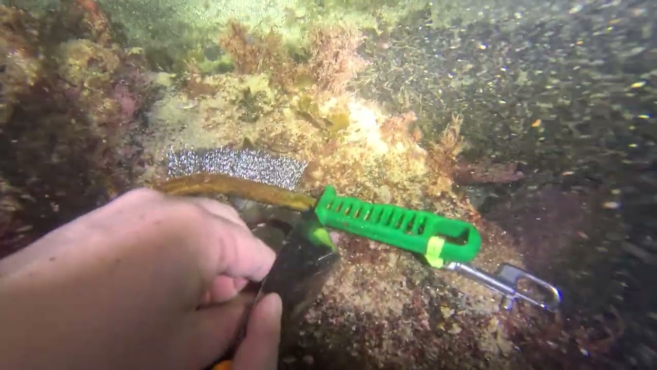 Gordon's bay night dive