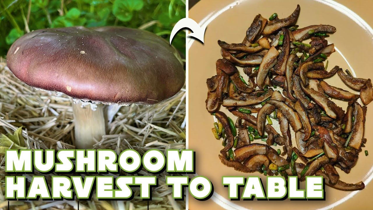 How to Propagate, Harvest, and Cook Wine Cap Mushrooms!