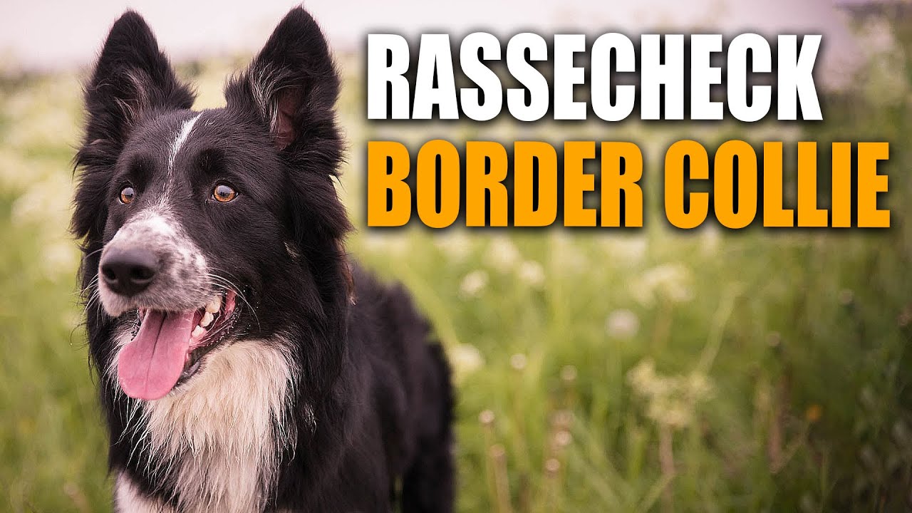 Border Collie Rassecheck - Rasseportrait, Rassebeschreibung