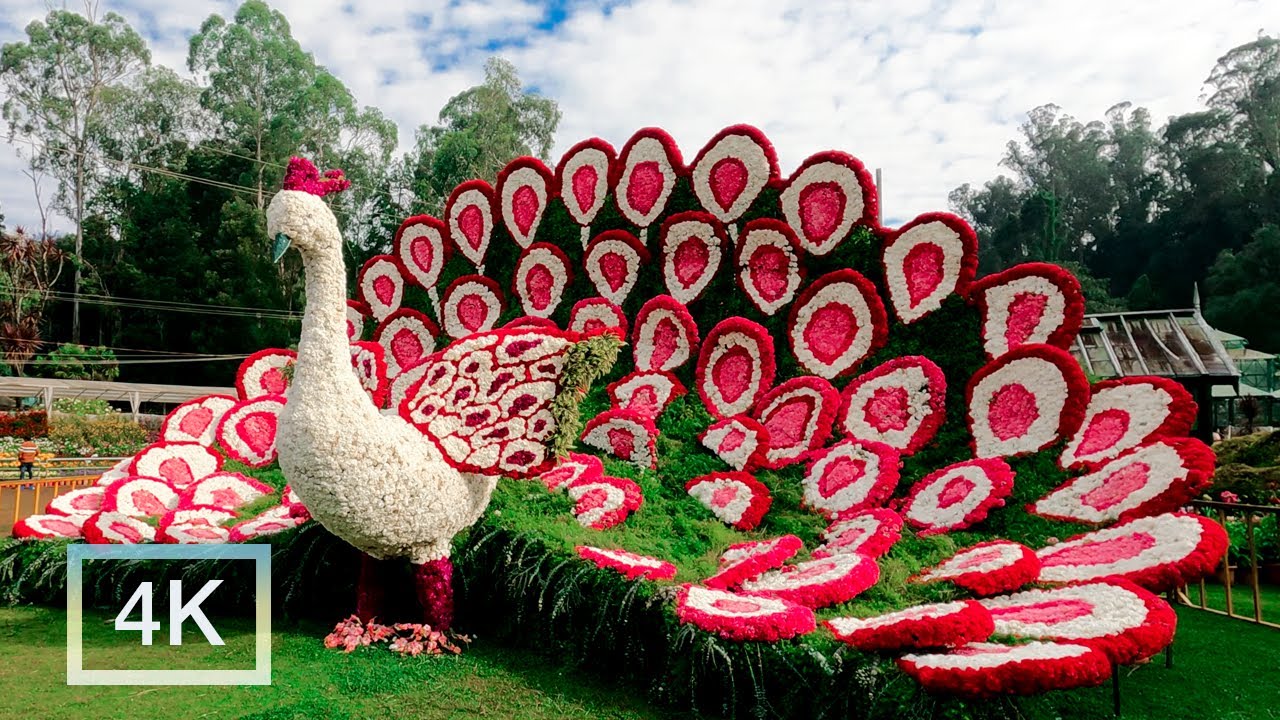 Ooty Flower Show 2023, India Walking Tour | 4K 60fps - Explore Stunning Floral Displays!