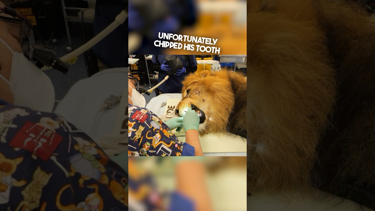 This lion had to go to the dentist 😳