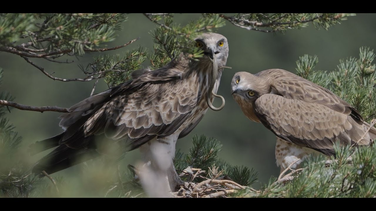 A la rencontre des majestueux rapaces des Cévennes 🦅