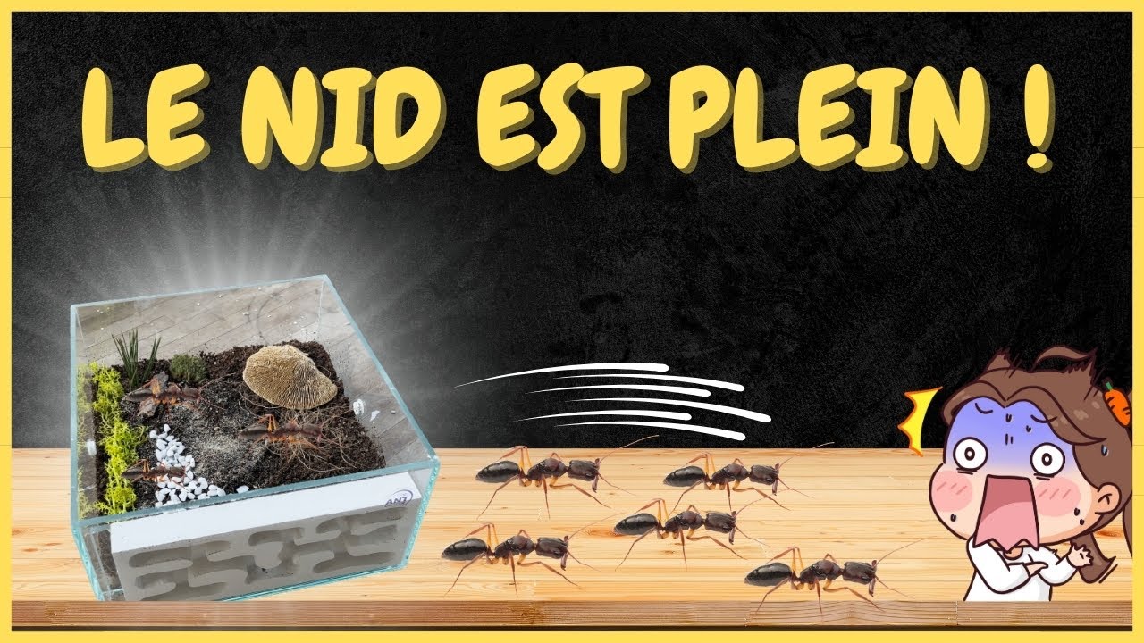 😨 LE DÉVELOPPEMENT NE S'ARRÊTE PLUS Fourmi odontomachus!  #elevage #fourmis #ants #antfarm #insects