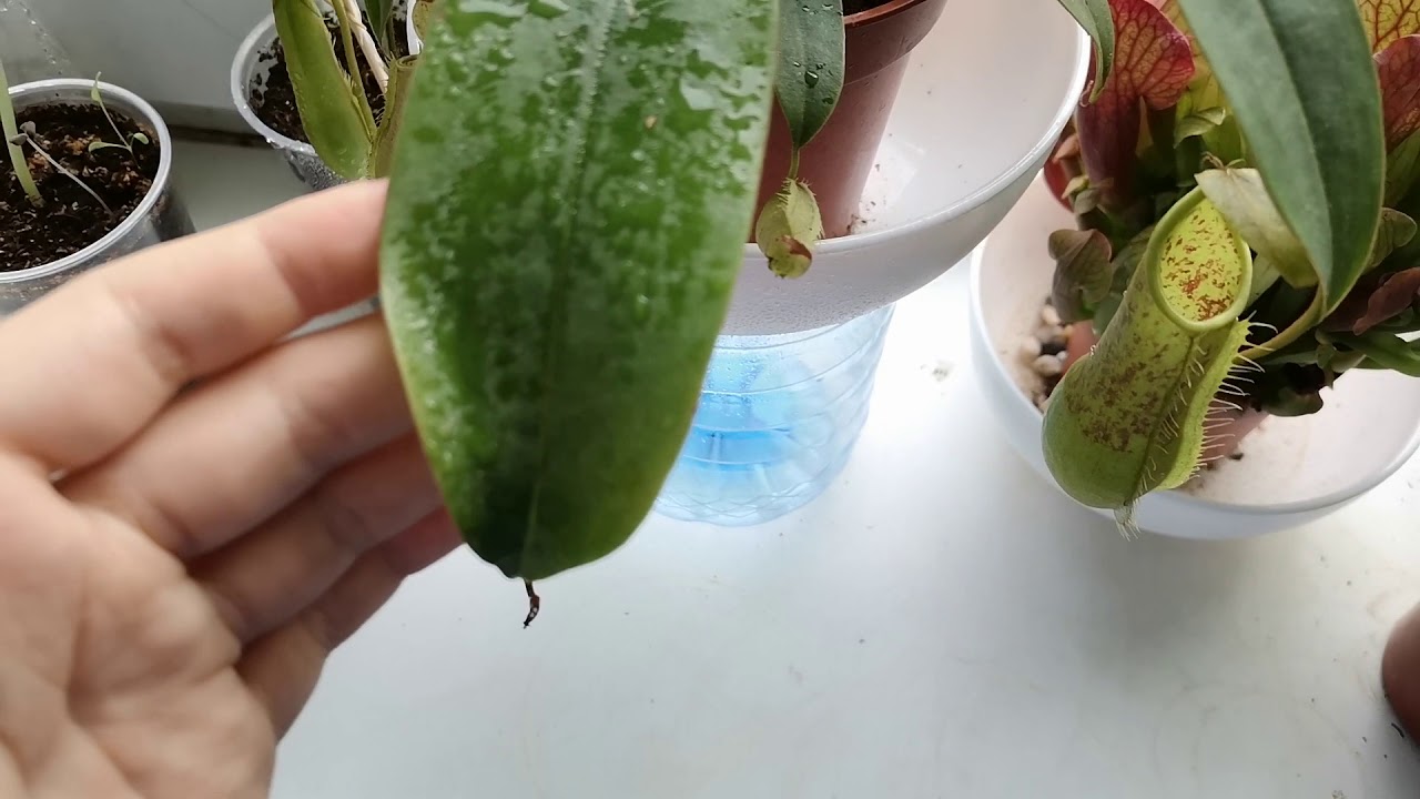Colectia mea de plante carnivore.