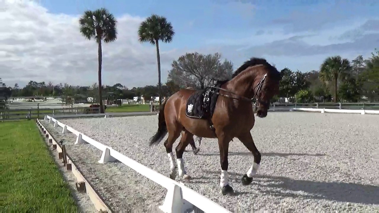 Fonzie - FL Long Lining Lesson with Betsy Steiner