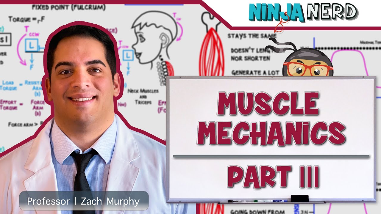 Musculoskeletal System | Muscle Mechanics | Types of Contractions & Levers