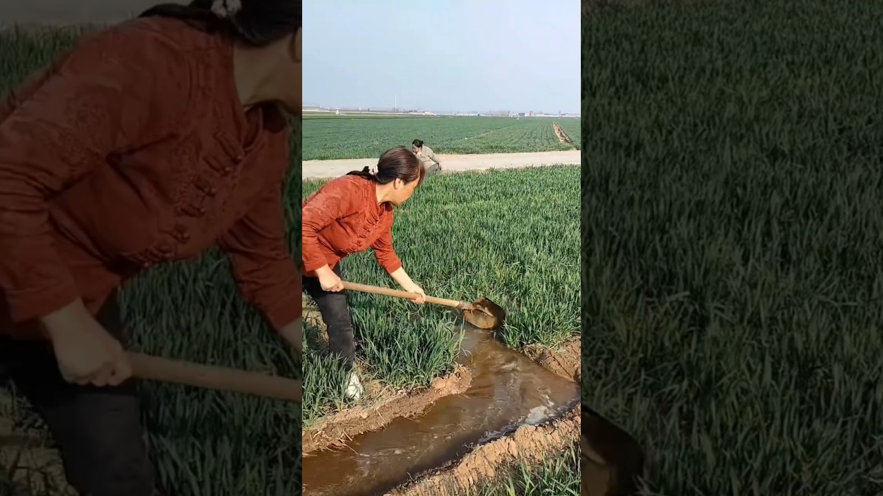 Rhe task of watering the wheat fields of rural farmers | Amazing Farming Tool #tools #farming