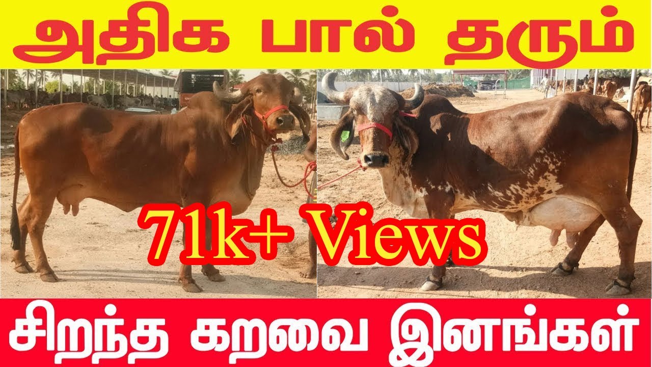 சிறந்த கறவை இனங்கள் | வட இந்திய நாட்டு மாடுகள் | கிர் | சாகிவால் | காங்கிரிஜ் | தார்பார்கர் | ராத்தி