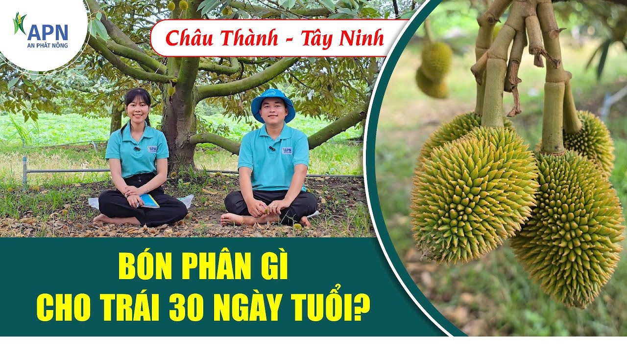 APN - BÓN PHÂN GÌ CHO TRÁI 30 NGÀY TUỔI?