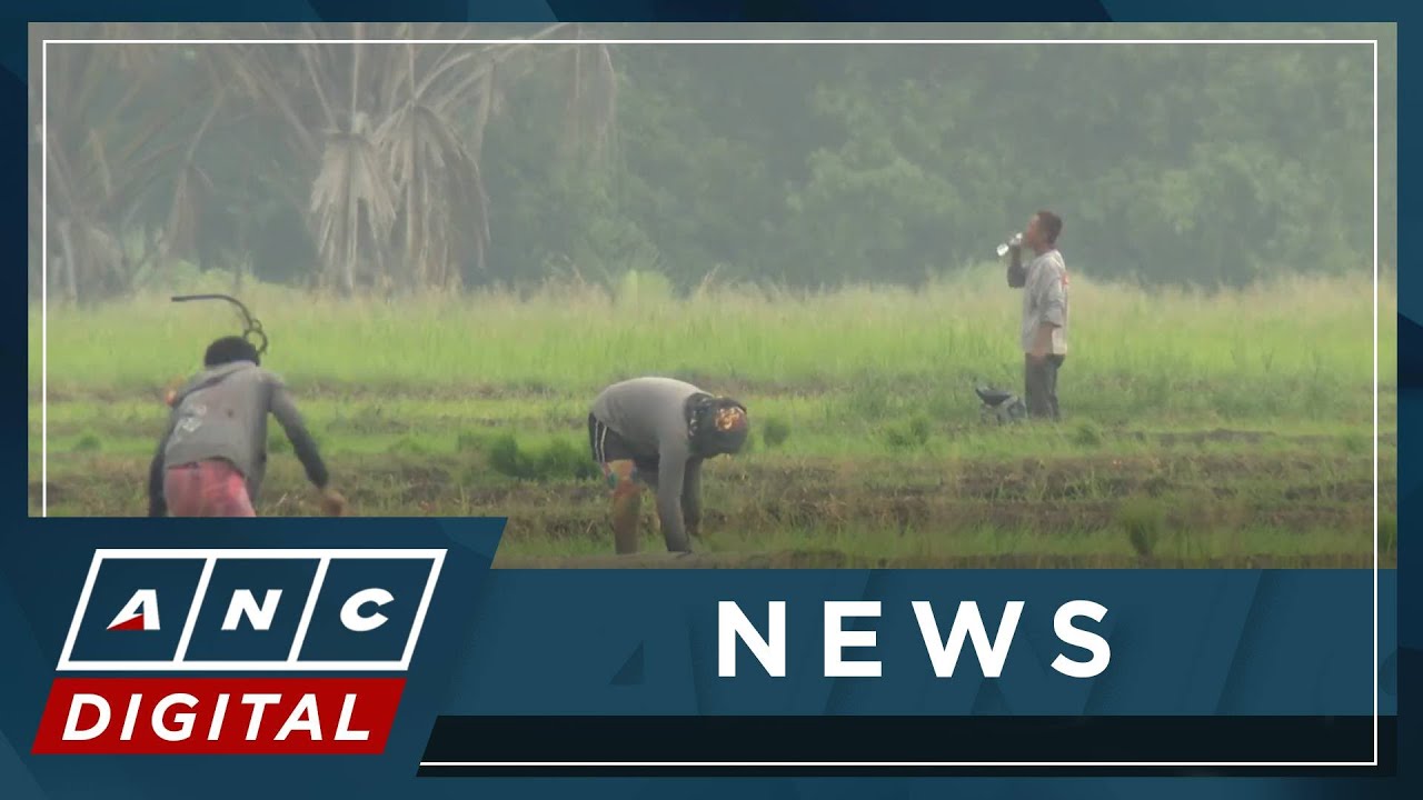 Group doubts price of rice will drop to P20 per kilo soon | ANC