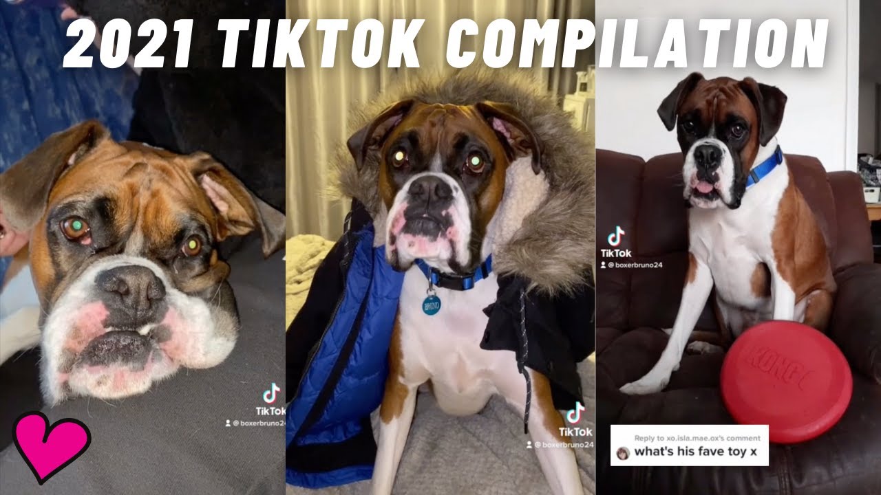 BOXER DOGS TIKTOK COMPILATION 2021