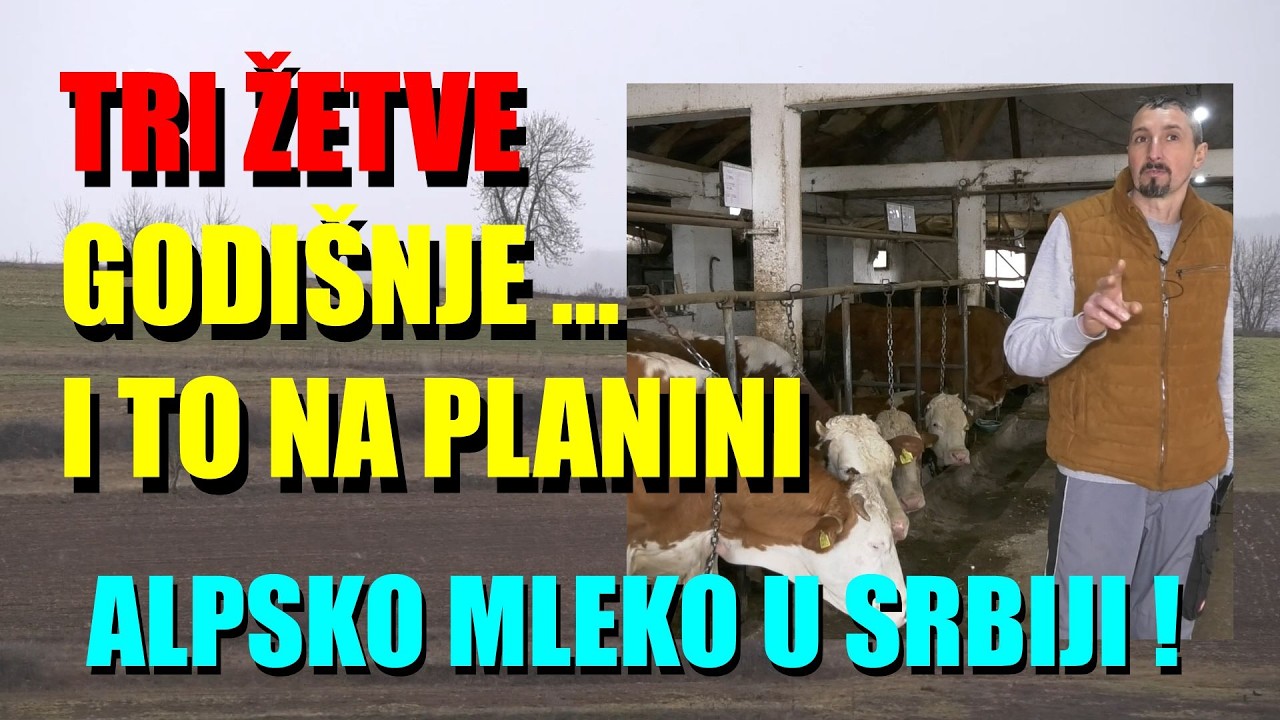 TRI ŽETVE GODIŠNJE I TO NA PLANINI - proizvodnja MLEKA NA PLANINI   MOŽE DA SE ISPLATI ! Ovo je ...
