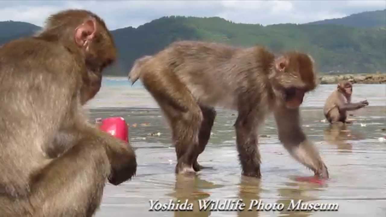 Japanese Macaques Washing Potatoes　ニホンザルの芋洗い行動