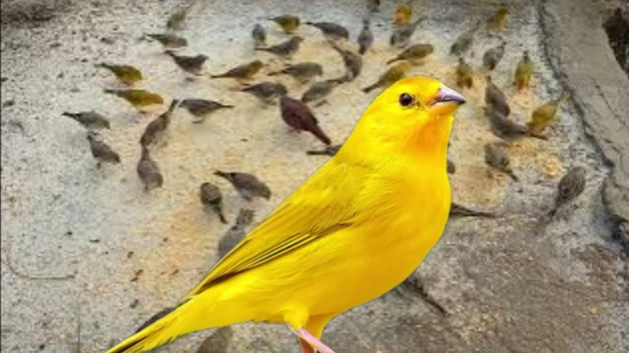 Canto de canário da terra junto com imagem 
