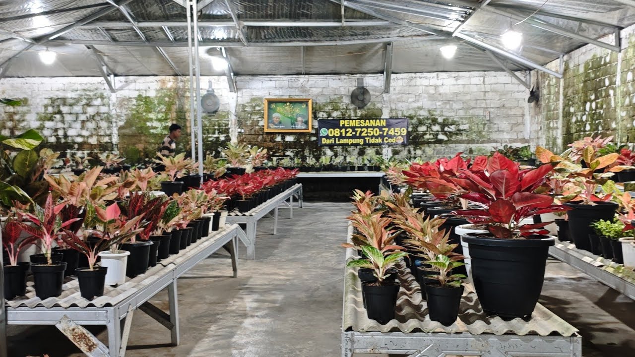 Tanaman Hias aglonema