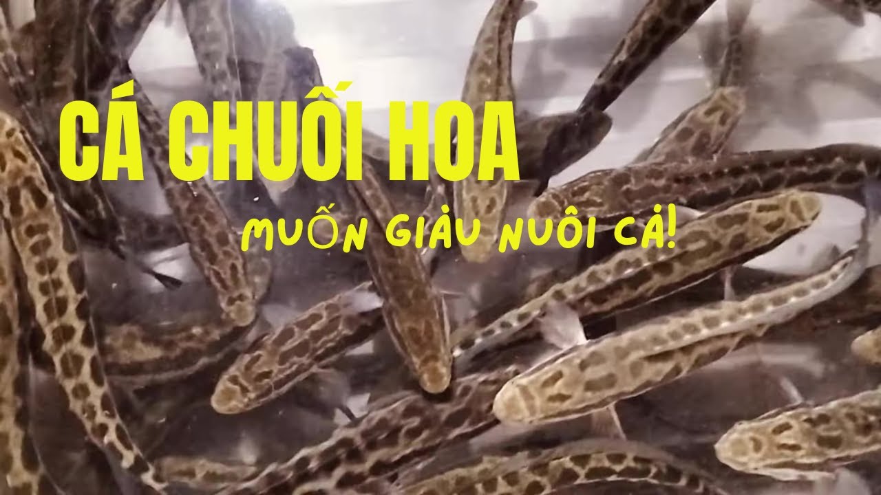Làm Giàu Từ Mô Hình Nuôi Cá Chuối Hoa Trong Bể Xi Măng Tại Nhà | Bí Quyết Thành Công