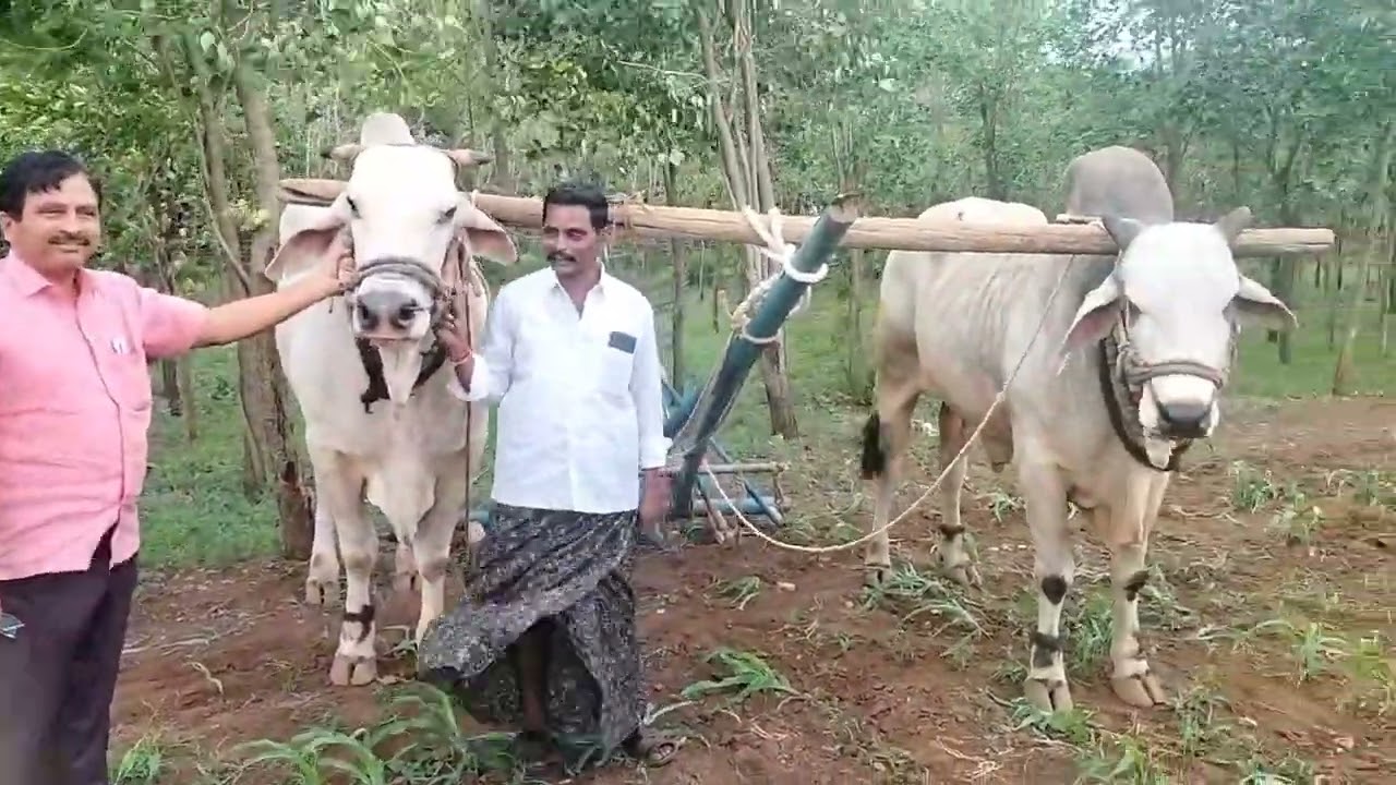 #Boreddy Kesava reddy Bulls