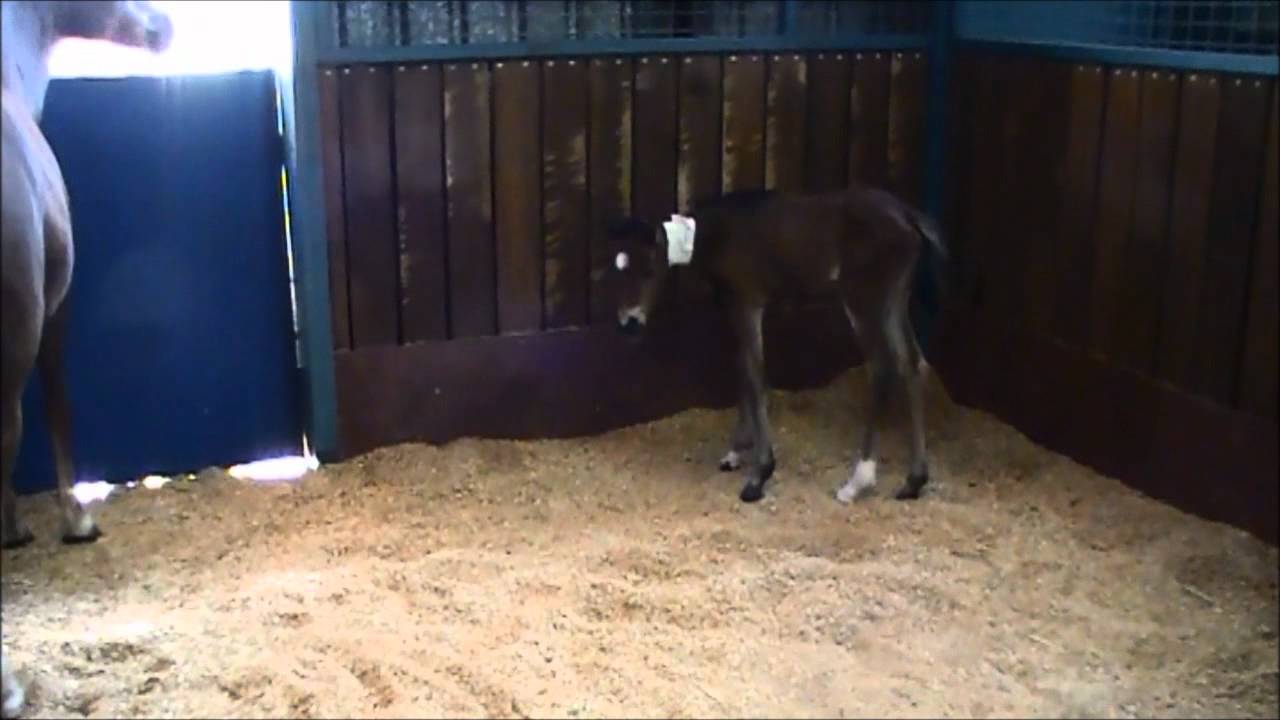 Madigan Foal squeeze 2012