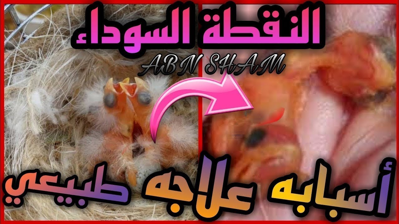 وداعا لنقطة السوداء،اسباب موت فراخ عصافير الكناري والحسون ب أيامها الأولى؟#تزاوج #عصافير #كناري