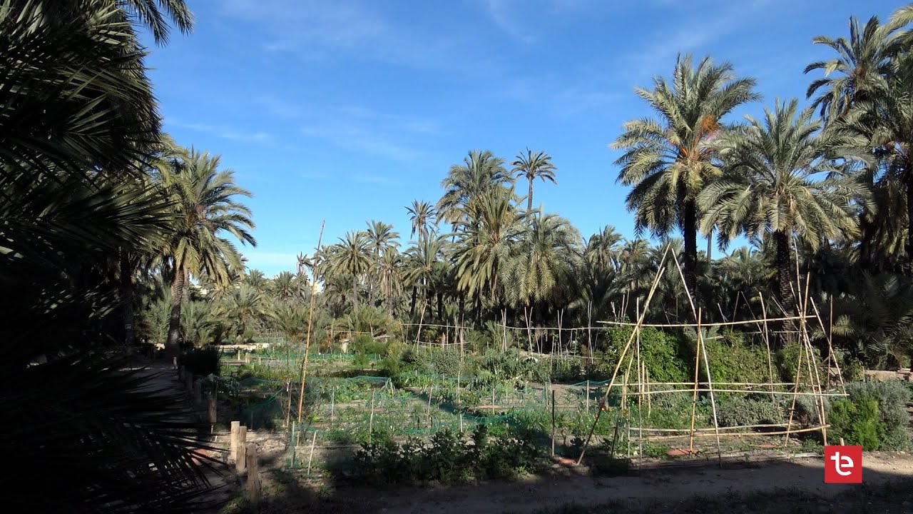 EL PALMERAL DE ELCHE 10 | Hort de Felip - 24/12/2024
