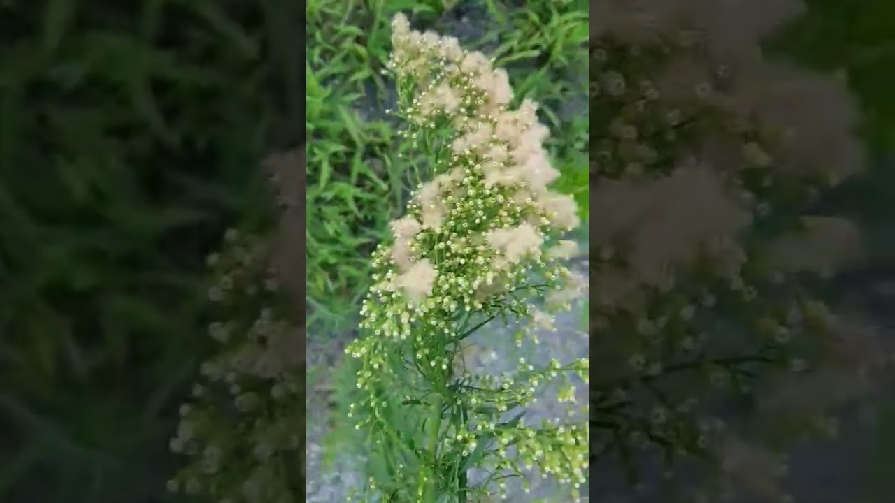 Canadian Horseweed Flowers
