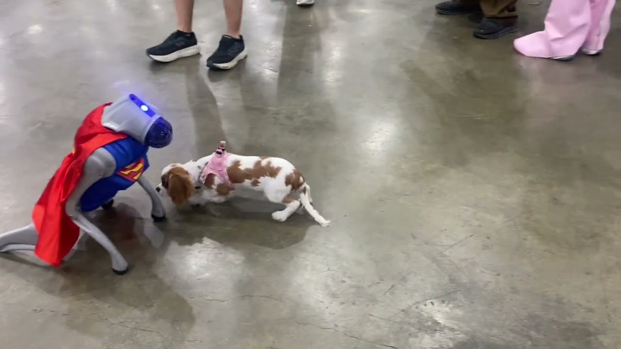 Robot Dog Wearing A Superman Cosplay Interact With People At Los Angeles Comicon 2025