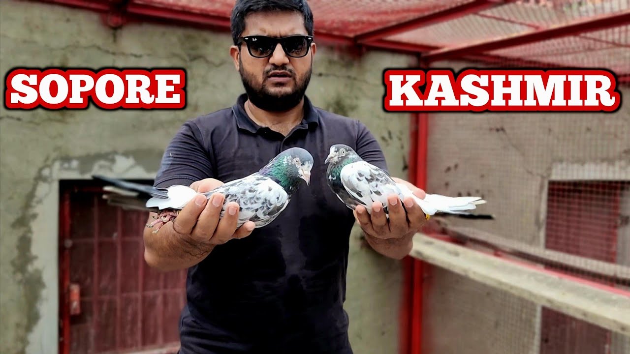 Pigeons reached safely Sopore Kashmir | Ch Sakhi Muhammad Bhatt Pigeons