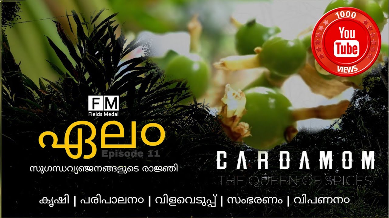 Scope of Cardamom in 2021| First Rebuild Kerala Project |Haritha Cardamom Dryer Mary Land|